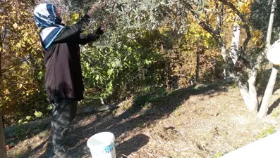 Artvin halkı tek tek elleriyle topluyor! Çin'de lezzet ödülü aldı: Tadına bakan bir daha vazgeçemiyor