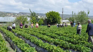Tarlada kilosu 75 lira: Mersin'den dünyaya yayılıyor