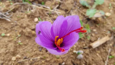 Safran çiçeğinde hasat başladı: Kilosu 100 bin TL