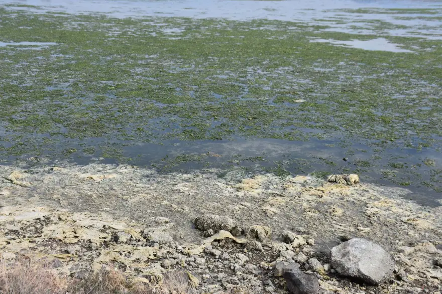 Çakalburnu Lagünü için kritik deniz marulu uyarısı: Son 2 yıldır marullar hiç kalkmadı 13 Çakalburnu Lagünü için kritik deniz marulu uyarısı: Son 2 yıldır marullar hiç kalkmadı 13