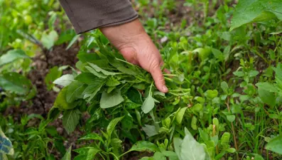 Doğadaki en güçlü mikrop öldürücüymüş! Toprakta kendiliğinden yetişiyor, kanı temizleyen doğal antibiyotik