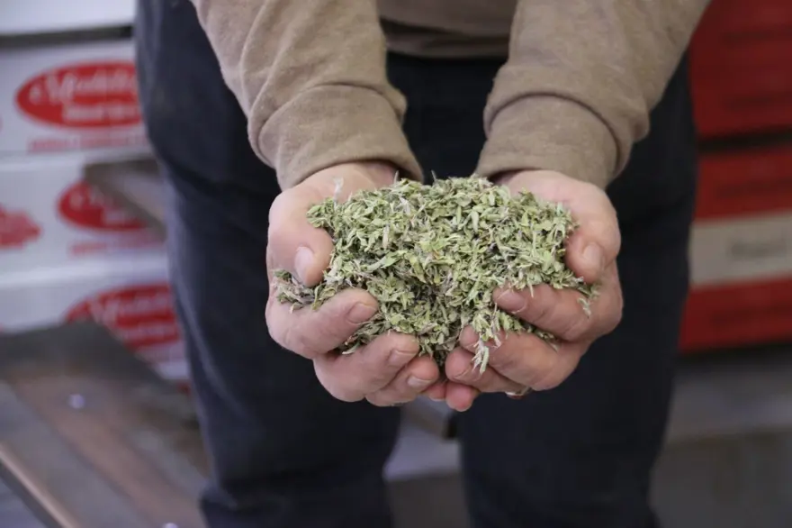 Yaşı 100 lira, kurusu 500 lira: Sabırla toplanıyor 2