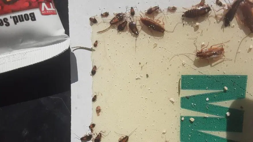 Cadılar Bayramı'nda hamam böceği sürprizi: İlçenin her tarafını sardılar 1 Cadılar Bayramı'nda hamam böceği sürprizi: İlçenin her tarafını sardılar 1
