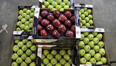 Isparta'da elma hasadı başladı