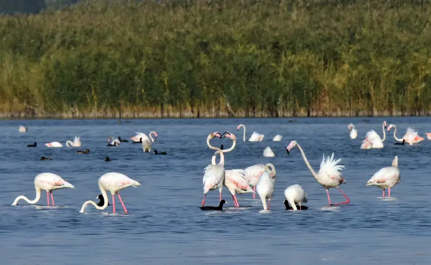 Van Gölü binlerce flamingoya ev sahipliği yapıyor 7