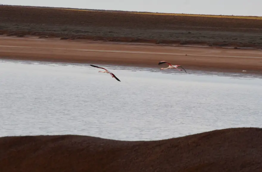 Tuz Gölü'nün misafirleri flamingolar gelmeye başladı 8