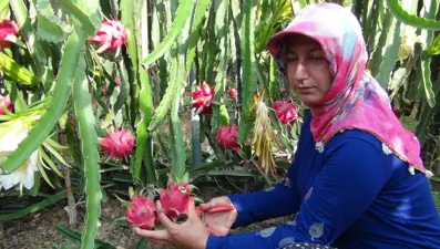 Kilosu 200 TL'den satılıyor: Emekli oldu, pitaya üretmeye başladı