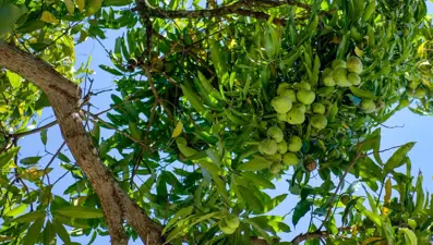 Ona "meyvelerin kralı" da deniyor: Yaşlanmayı yavaşlattığı ortaya çıktı
