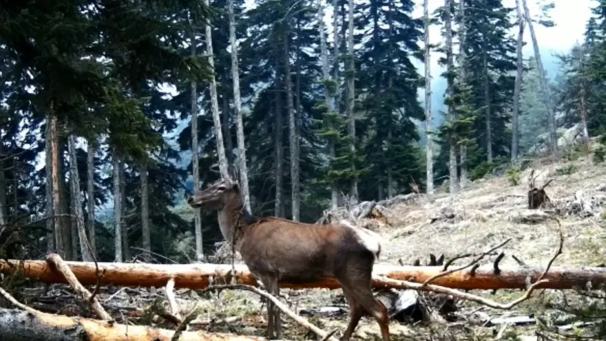 Fotokapana takılan yaban hayvanlarından belgesellik görüntüler 3