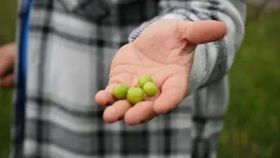 Bahçesinde ilginç olay yaşadı: "Bu mevsimde de erik yemedik demeyiz"