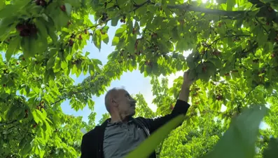 Self servis kiraz toplama: Gelenek bu yıl da sürdü