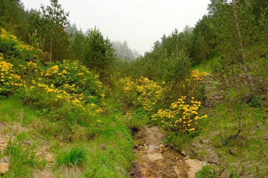 ''Sarı komar'' adıyla da biliniyor: Zigana Dağı'nı altın gibi süsledi 3 ''Sarı komar'' adıyla da biliniyor: Zigana Dağı'nı altın gibi süsledi 3