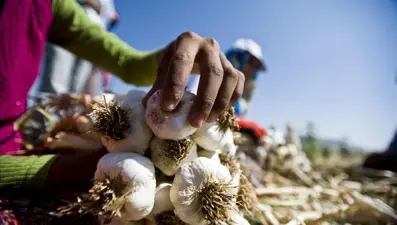 Araban sarımsağına AB'den coğrafi işaret tescili