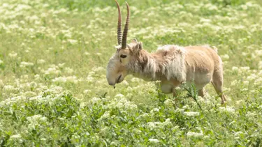 Rusya’da sayga “istilası”: Çiftçiler Putin’den yardım istedi