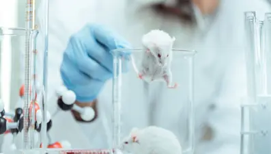 Çığır açacak gelişme: İnsan beyin hücreleri farelere nakledildi