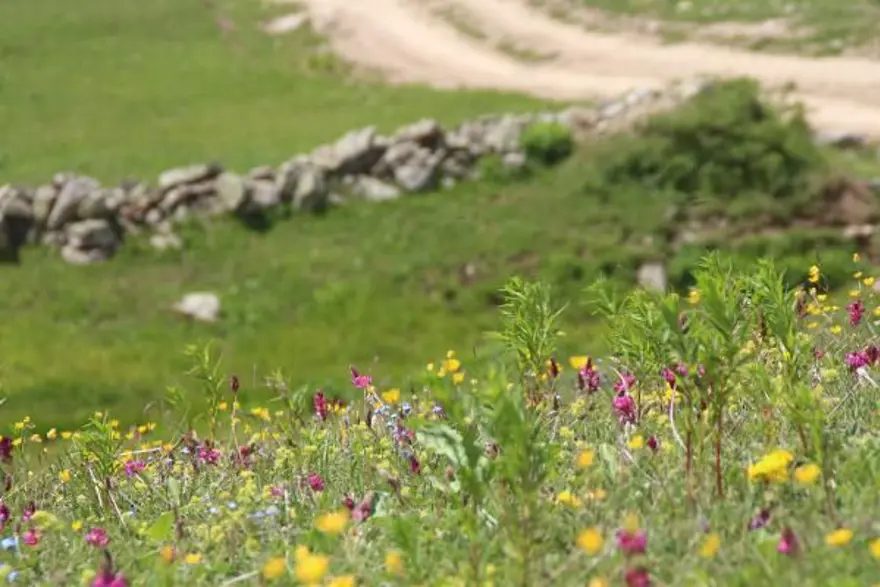 Anzer balında üretim sezonu açıldı 9