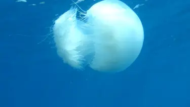 Zehirli denizanası uyarısı: 1-2 metre uzağında kalın