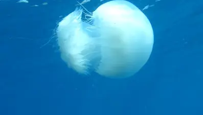 Zehirli denizanası uyarısı: 1-2 metre uzağında kalın