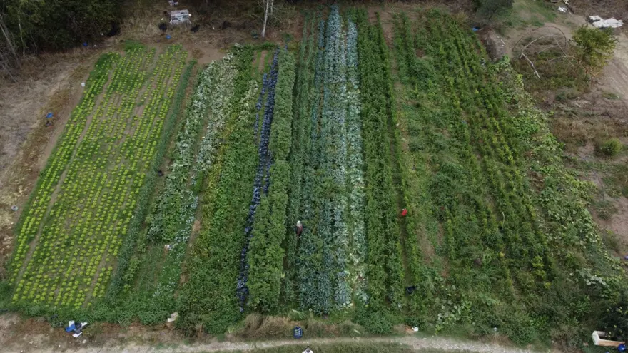 10 dönüm arazide tek başına 14 çeşit yetiştiriyor: İlçede siparişlere yetişemiyor 2