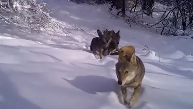 Uludağ'daki kurtlar fotokapana böyle takıldı