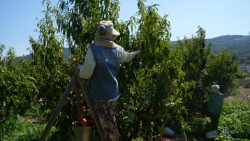 Fiyatlar dibe vurdu. Rekolte çok, randıman yok