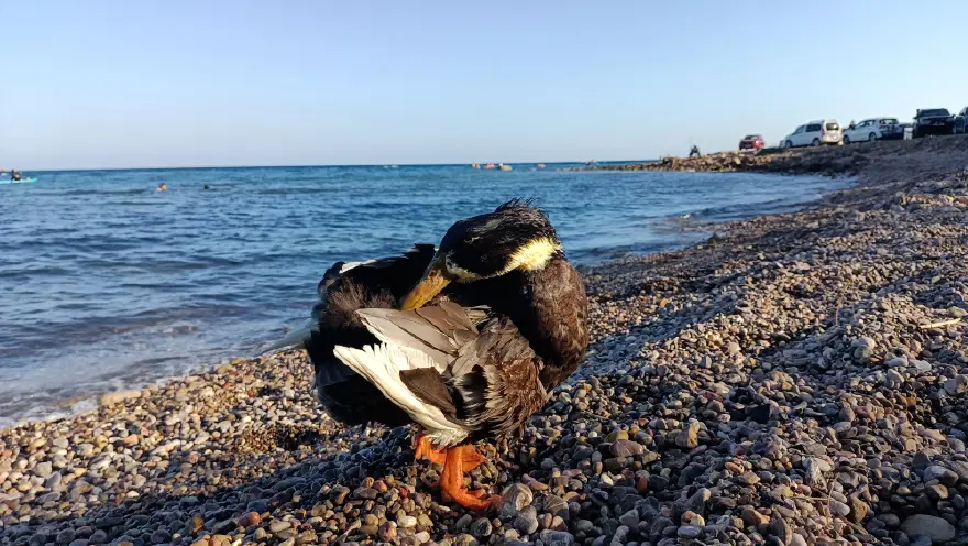7 yıldır yanında ayırmıyor. En sevdiği şey yüzmek, yürüyüş de yapıyor 1