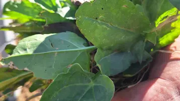 Doğada kendi kendine yetişen ot. Tezgaha indi, bol yol yeniyor