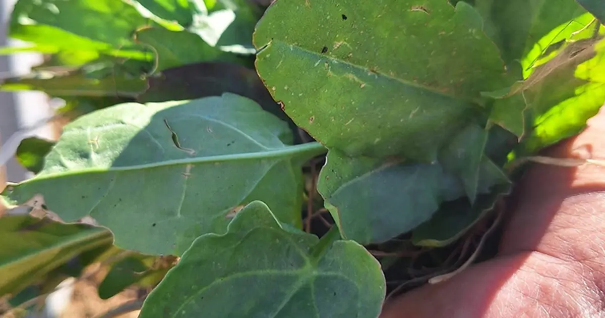 Doğada kendi kendine yetişen ot. Tezgaha indi, bol yol yeniyor