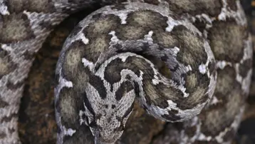 Çankırı'da kayıtlara geçen zehirli tür. Boyu 1 metre, başı üçgen, göz bebekleri dikey