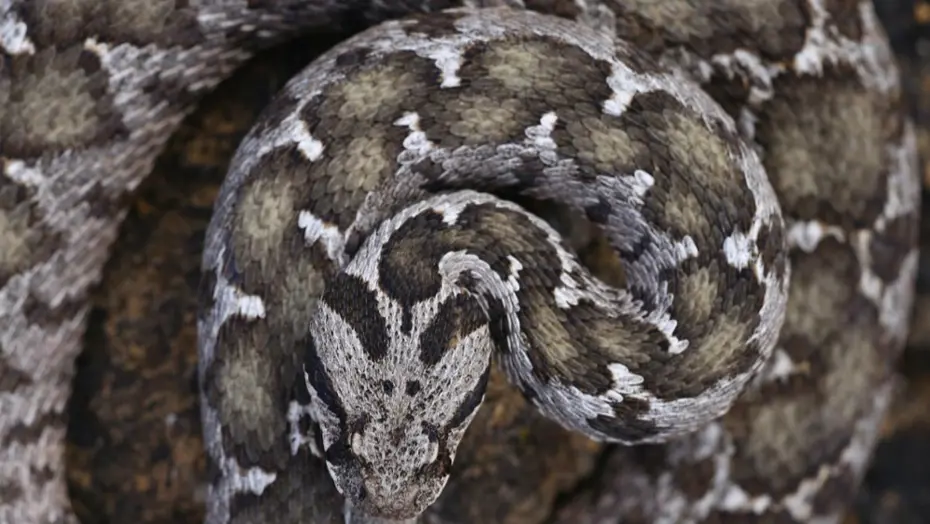 Çankırı'da kayıtlara geçen zehirli tür. Boyu 1 metre, başı üçgen, göz bebekleri dikey