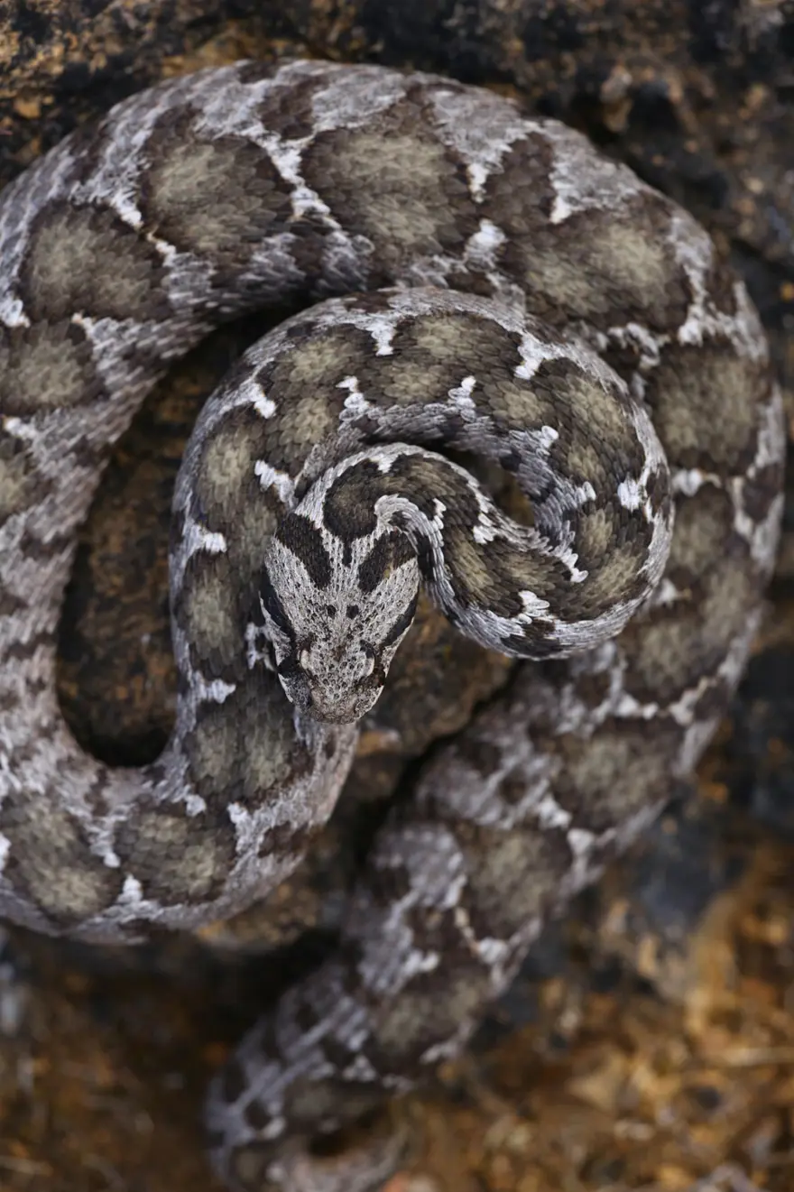Çankırı'da kayıtlara geçen zehirli tür. Boyu 1 metre, başı üçgen, göz bebekleri dikey 1