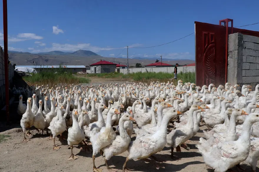 Hobi olarak başlamıştı şimdi çiftlik işletiyor. Evini dönüştürdü 3 Hobi olarak başlamıştı şimdi çiftlik işletiyor. Evini dönüştürdü 3