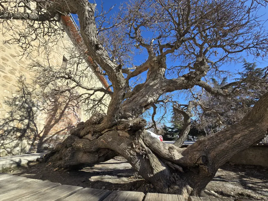 133 yıllık dut ağacı: Kadir gecesi secde ettiği rivayet ediliyor 133 yıllık dut ağacı: Kadir gecesi secde ettiği rivayet ediliyor