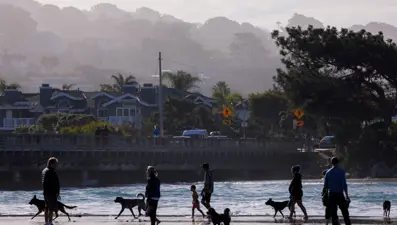 ABD'de köpekler arasında salgın: Yeni bakteri türü şüphesi