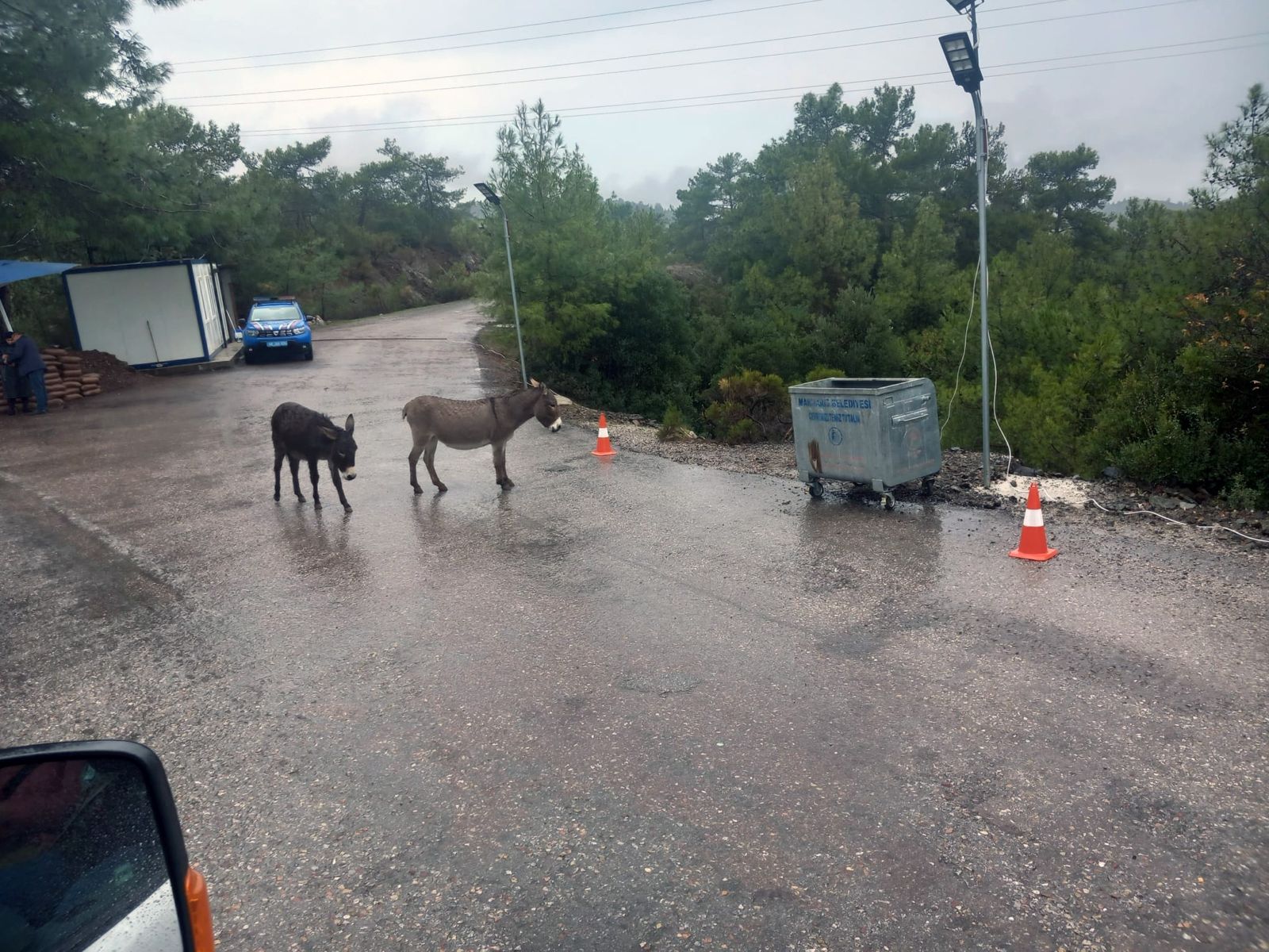 Dikkat karşısına eşek çıkabilir: Marmaris-Datça yolu tehlike saçıyor