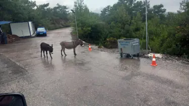 Dikkat karşısına eşek çıkabilir: Marmaris-Datça yolu tehlike saçıyor