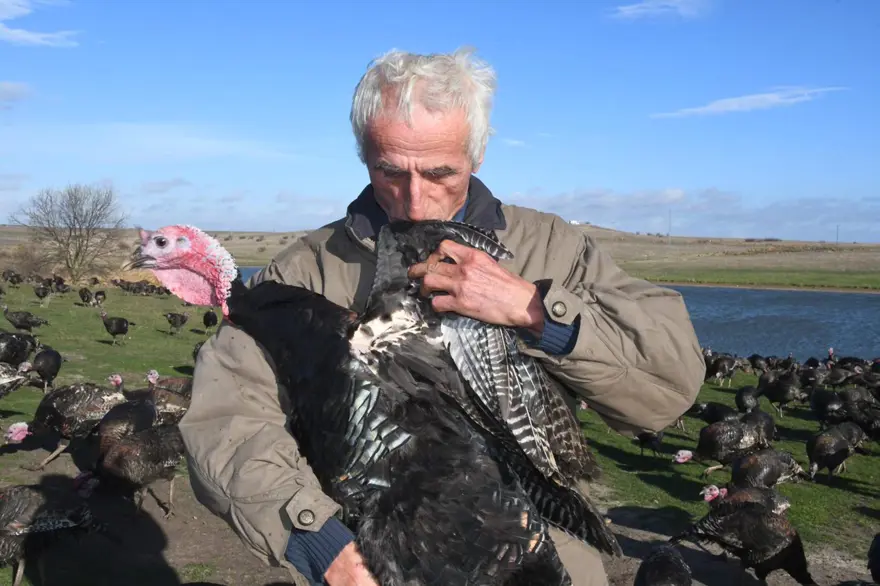 Yılbaşı hindileri satışa çıktı (Fiyatı kaç lira olacak?) 8