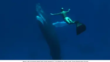 Yeşil Ekran şenliği...