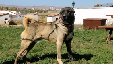 Yurtdışından talep yağıyor, lüks otomobil fiyatına alıcı buluyor