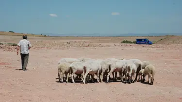 Eskişehir'de sahipsiz köpekler 7 küçükbaş hayvanı telef etti