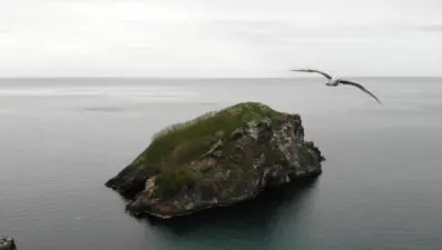 Doğu Karadeniz'in saklı cenneti: Tepeli karabatak kuşları bu adaya yuva yapıyor