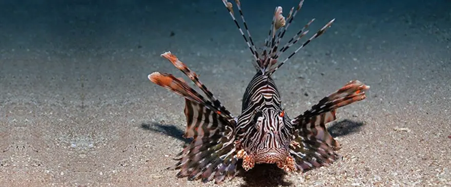 İnsanlık, tarihte ilk kez bir denizin değişimine tanıklık ediyor: Akdeniz tropikleşiyor 