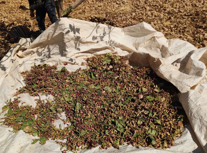 Aşırı sıcaklık ve kuraklık verimi düşürdü: Yanma ve rekolte kaybı var 5