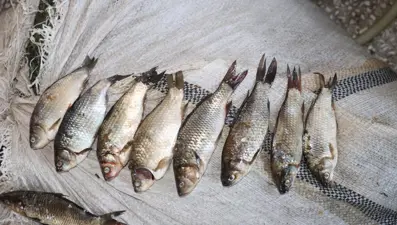 Kızılırmak Deltası'nda 26 istilacı tür keşfedildi