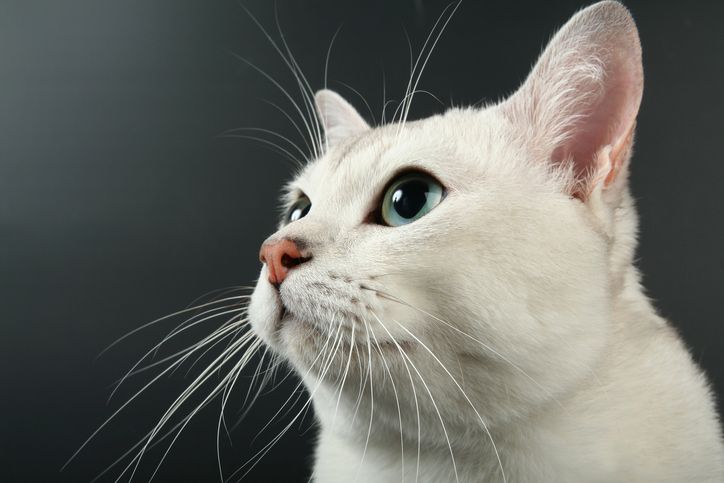 Rüyada beyaz kedi görmek ne anlama gelir?