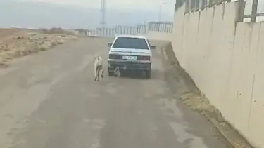 Köpeği aracına bağlayıp sürükledi