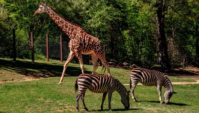 Hayvanat bahçesinin altında gizemli keşif: 2 bin yıllık mezarlar ortaya çıktı