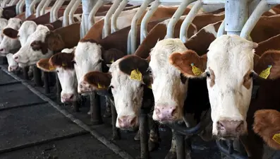 Toplanan inek sütü miktarı eylülde yüzde 4,4 azaldı