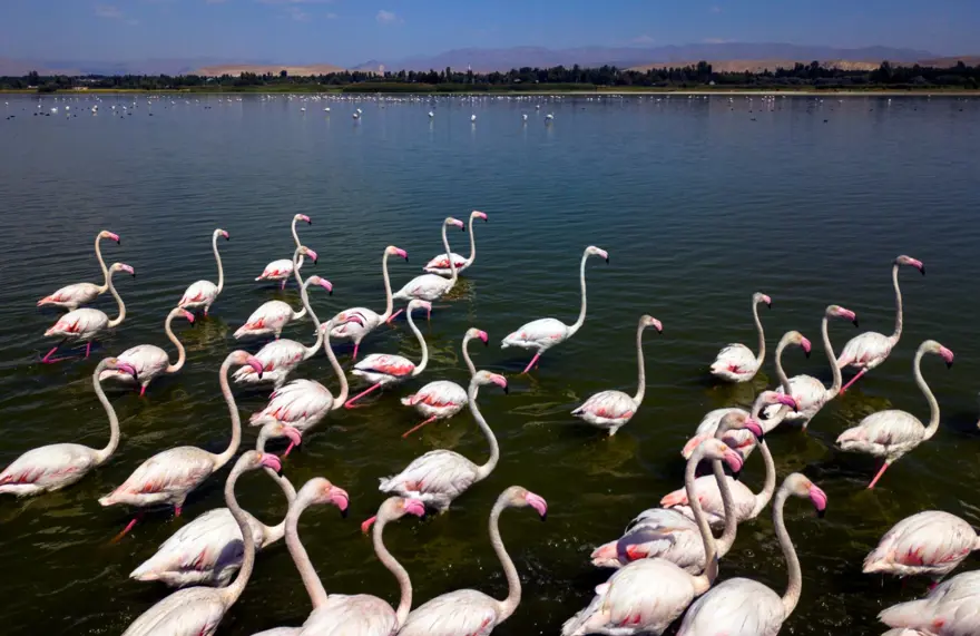 Van Gölü binlerce flamingoya ev sahipliği yapıyor 13