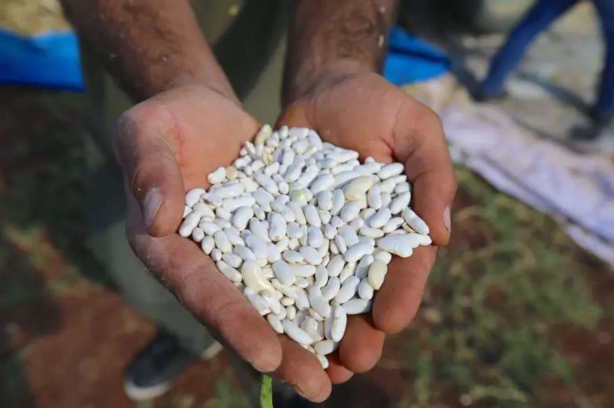 Peri Suyu'ndan gelen doğal suyla yetişiyor: 800 dekar alana ekildi, üretici sayısı 100'e çıktı 2